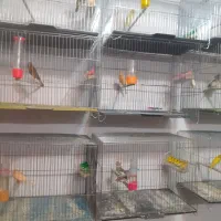 قناری وسره خاکی دونسته