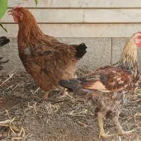 مرغ جهادی گلپایگانی