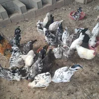 تخم نطفه دارگلین لری