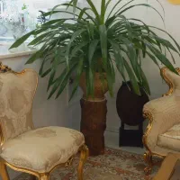 گلدون طبیعی پاندانوس  گل پاندانوس