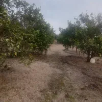 فروش-زمین-تهاتر-با-طلا-یا-ماشین-یا-ملک