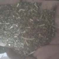 تخم شبدر