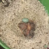 لون ۳تایی سهره قناری سرلاکی