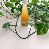 سرکه سیب اصل