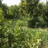 باغچه باغ شهریار