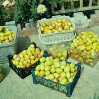 باغ ۲هزار متری با ۳ساعت چاه مجوز دار شاهنامه ۶۹|فروش خانه و ویلا|مشهد, توس (بلوار توس)|دیوار