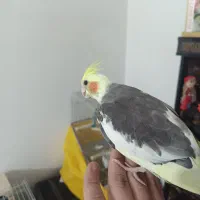 عروس هلندی دستی|پرنده|شهریار, شهرک مصطفی خمینی|دیوار