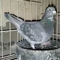 پرنده کبوتر ماده عراق ۹۰۰بروز نشسته استسنایی طلایی