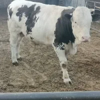 قصاب سلاخ|خدمات پذیرایی، مراسم|اسلامشهر, شهرک واوان|دیوار