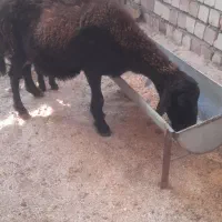 گوسفند افشار|حیوانات مزرعه|کلاله, |دیوار