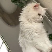 شیرین ترین گربه ی دنیا|گربه|قم, شاه ابراهیم|دیوار