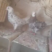 کبوتر شازده سرور عتیقه