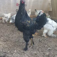 برهما لایت