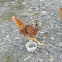 بانیان خوروز