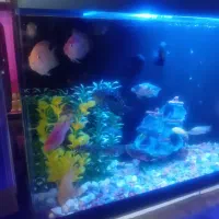 ماهی آکواریوم|ماهی|سراب, |دیوار