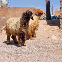 دو راس میش اصل بختیاری|حیوانات مزرعه|شوشتر, |دیوار