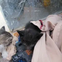 واگذاری بچه گربه