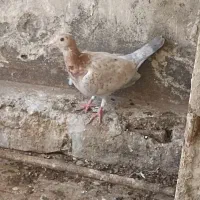 سار سوسکی