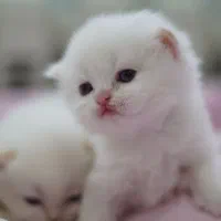 فروش 4 عدد بچه گربه هیمالین چشم آبی|گربه|کرمان, |دیوار