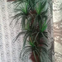 گلدان درخت نخل مصنوعی|گل مصنوعی|کرمانشاه, |دیوار