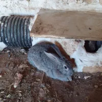 خرگوش جاینت
