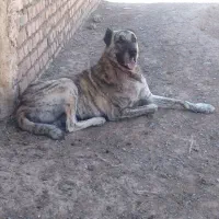واگزاری سگ معاوضه با کفتر