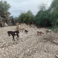 نری پاکستانی ..‌|حیوانات مزرعه|قلعه قاضی, |دیوار