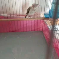 سهره کشیده (متولدقفس )