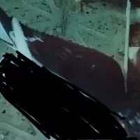 دو عدد کبوتر گمشده