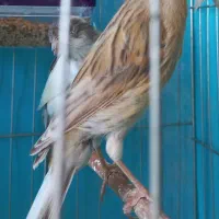 قناری ماده اماده|پرنده|کرمان, |دیوار