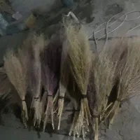 جارو رسیده وخشک|لوازم نظافت|نورآباد, |دیوار