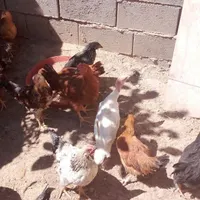 جوجه مرغ خروس
