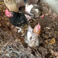 مرغ رسمی تخم گذار