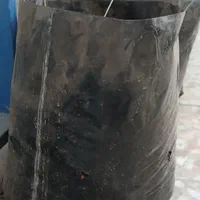 کیسه نهال|گل و گیاه طبیعی|اهواز, حصیرآباد|دیوار