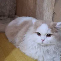 گربه پرشین کلاسیک|گربه|اردبیل, |دیوار