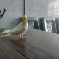 عروس هلندی|پرنده|مشهد, قائم|دیوار