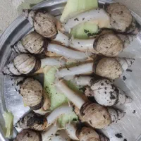 کار خانگی پرورش حلزون واگذار میشود