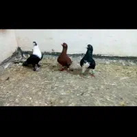 کفتر دس اولی