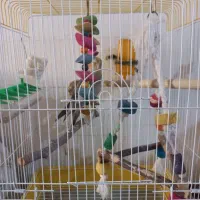 عروس هلندی|پرنده|سنندج, |دیوار