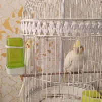 عروس هلندی|پرنده|مشهد, محمدآباد|دیوار