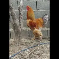 مرغ و خروس برهما