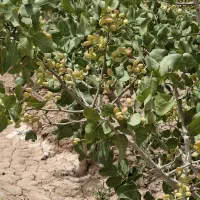 ۱۰هزار مترباغ با خاک مناسب برا کاشت پسته دولت اباد