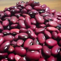 فروش لوبیا قرمز وچیتی تازه از کشاورز. بی واسطه