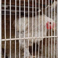 مرغ وخروس برهمای اصیل|حیوانات مزرعه|تربتحیدریه, بالا ولایت|دیوار