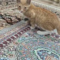 واگذاری رایگان بچه گربه|گربه|زاهدان, |دیوار