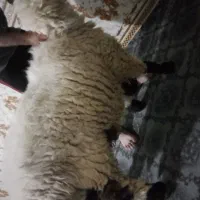 بره نر چاق چله|حیوانات مزرعه|نهبندان, |دیوار