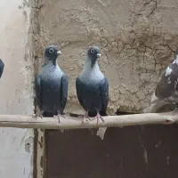 کفتر.کبوتر رنگی موشی|پرنده|رضویه, |دیوار