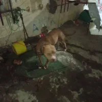 واگذاری پیتبول ماده