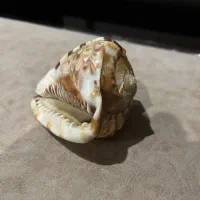 گوش ماهی قدیمی انتیک عتیقه