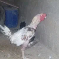 مرغ و خرووس لاری سالم